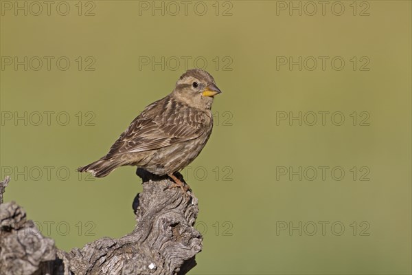 Rock Sparrow (Petronia petronia)