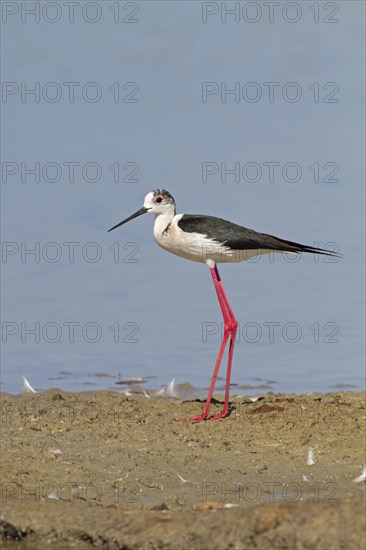 Black-winged Stilt (Himantopus himantopus)