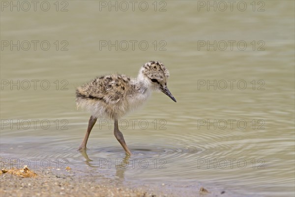 Black-winged Stilt (Himantopus himantopus)