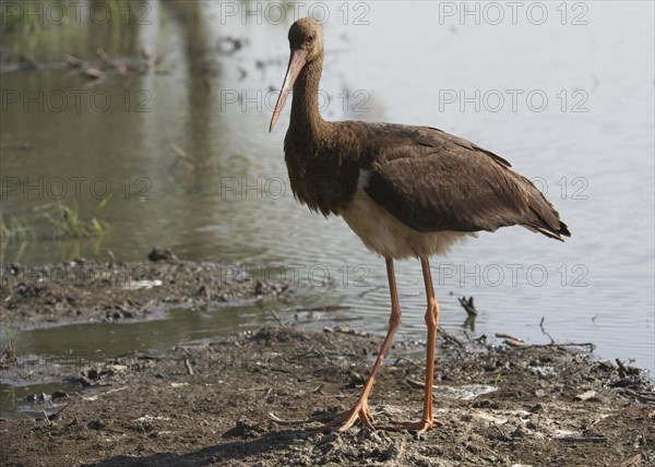 Black Stork (Ciconia nigra)