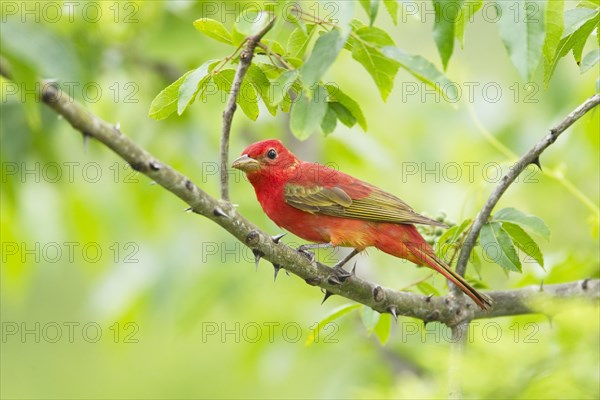 Summer Tanager (Piranga rubra)