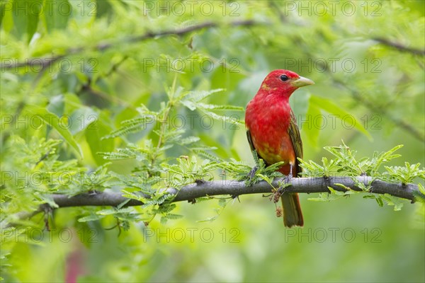 Summer Tanager (Piranga rubra)