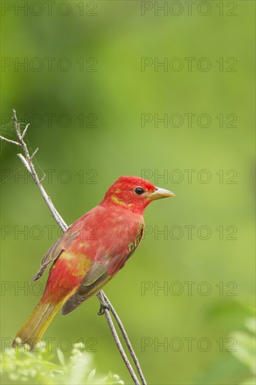 Summer Tanager (Piranga rubra)