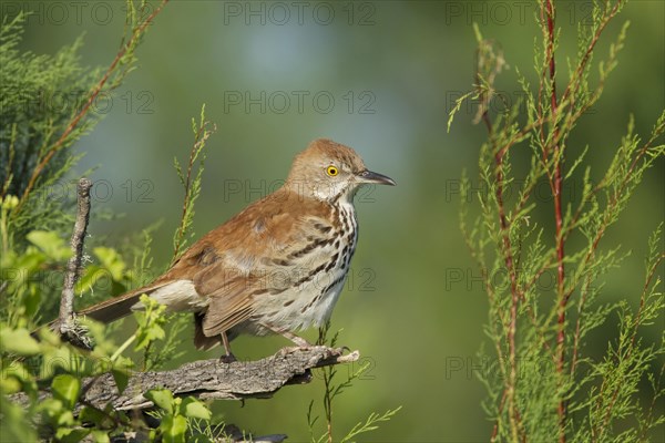 Brown Thrasher (Toxostoma rufum)