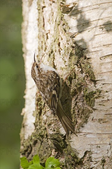 Common Treecreeper (Certhia familiaris)