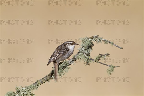 Short-toed Treecreeper (Certhia brachydactyla)