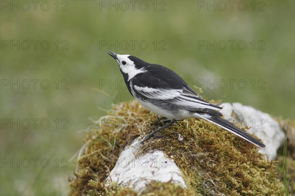 Pied Wagtail (Motacilla alba yarrellii)