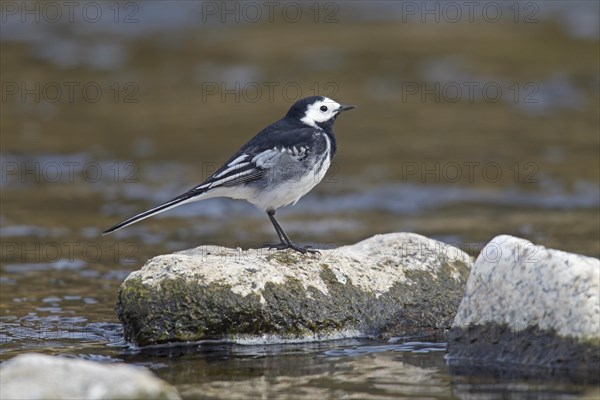 Pied Wagtail (Motacilla alba yarrellii)