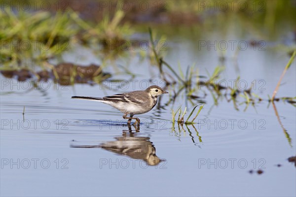 Pied Wagtail (Motacilla alba yarrellii)