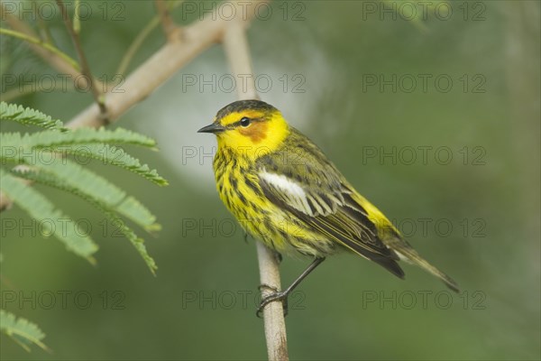 Cape May Warbler (Setophaga tigrina)