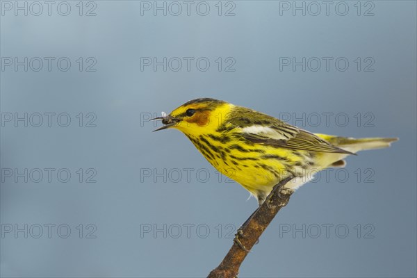 Cape May Warbler (Setophaga tigrina)