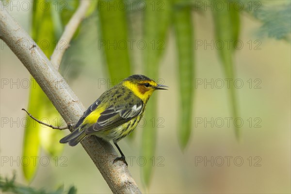 Cape May Warbler (Setophaga tigrina)