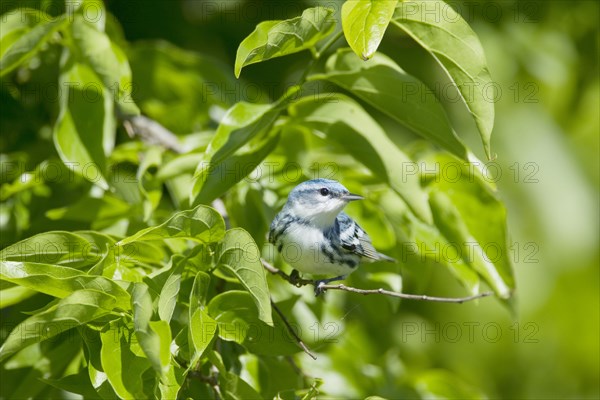 Cerulean Warbler (Dendroica cerulea)