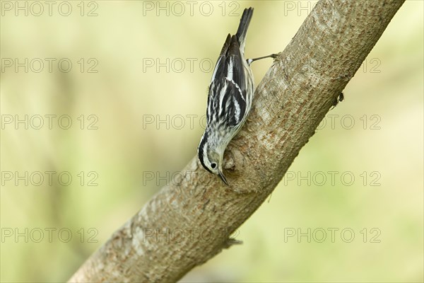 Black-and-white Warbler (Mniotilta varia)