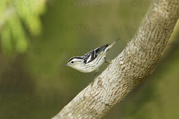 Black-and-white Warbler (Mniotilta varia)