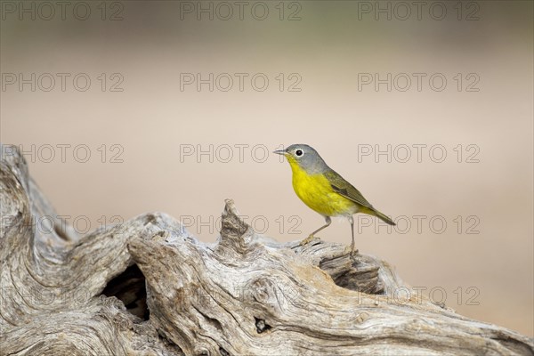 Nashville Warbler (Oreothlypis ruficapilla)