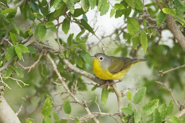 Nashville Warbler (Oreothlypis ruficapilla)