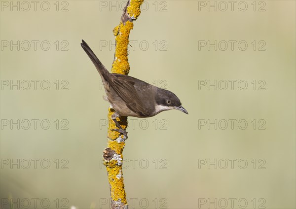Orphean Warbler (Sylvia hortensis) adult