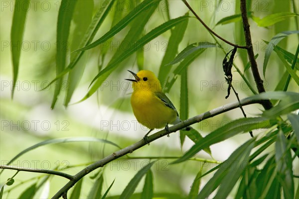 Prothonotary Warbler (Protonotaria citrea)