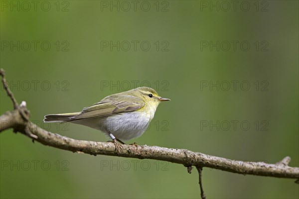 Wood Warbler (Phylloscopus sibilatrix) adult male