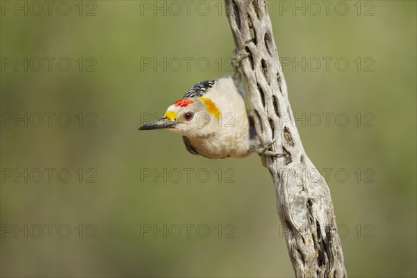 Golden-fronted Woodpecker (Melanerpes aurifrons)