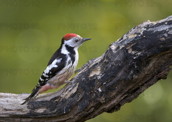 Middle Spotted Woodpecker (Dendrocopos medius)