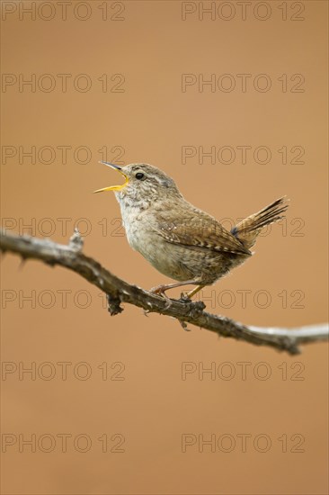 Eurasian Wren (Troglodytes troglodytes)