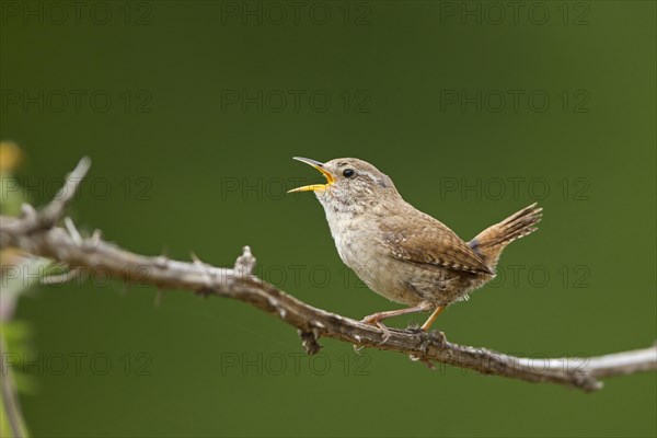 Eurasian Wren (Troglodytes troglodytes) adult male