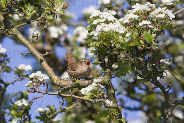 Eurasian Wren (Troglodytes troglodytes)