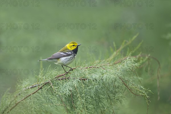 Black-throated Green Warbler (Dendroica virens)