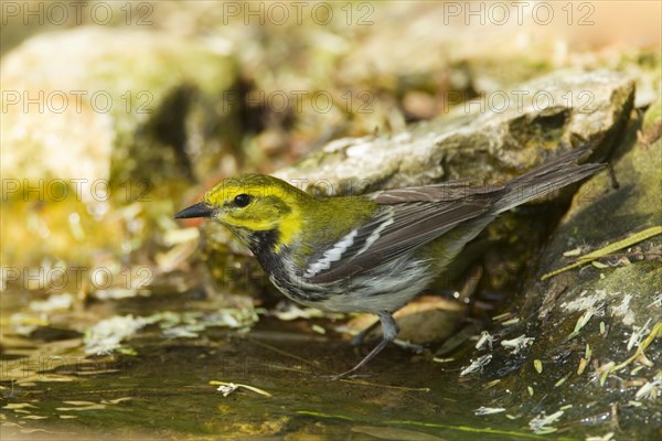 Black-throated Green Warbler (Dendroica virens)