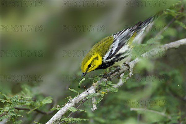 Black-throated Green Warbler (Dendroica virens)