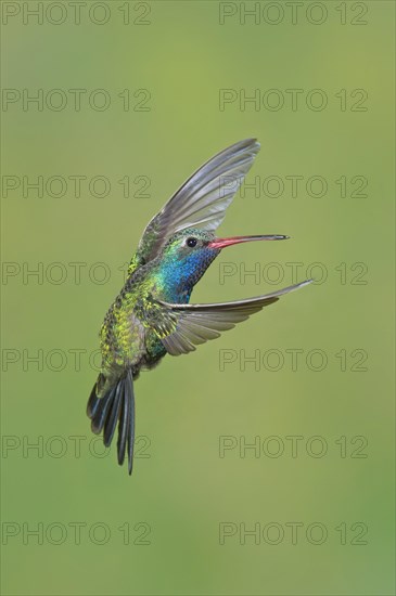 Broad-billed Hummingbird (Cynanthus latirostris)