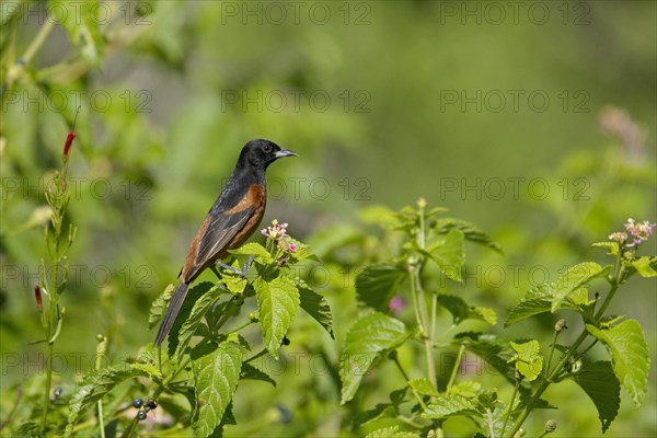 Orchard Oriole (Icterus spurius)