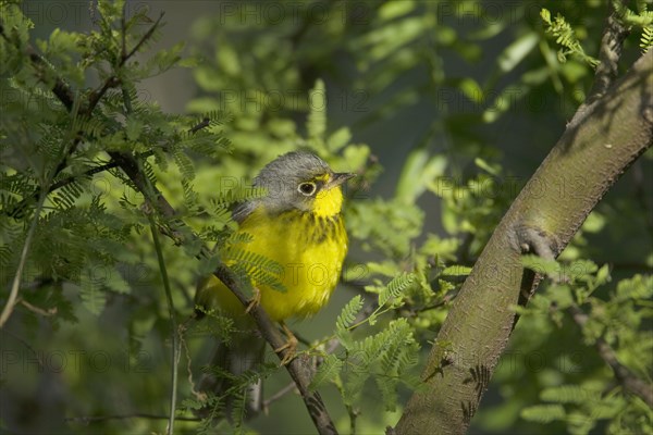 Canada Warbler (Wilsonia canadensis)