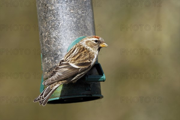 Lesser Redpoll (Carduelis cabaret)