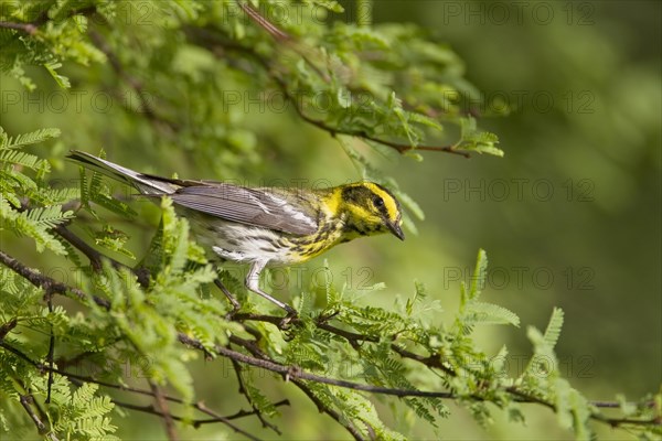 Townsend's Warbler (Dendroica townsendi)