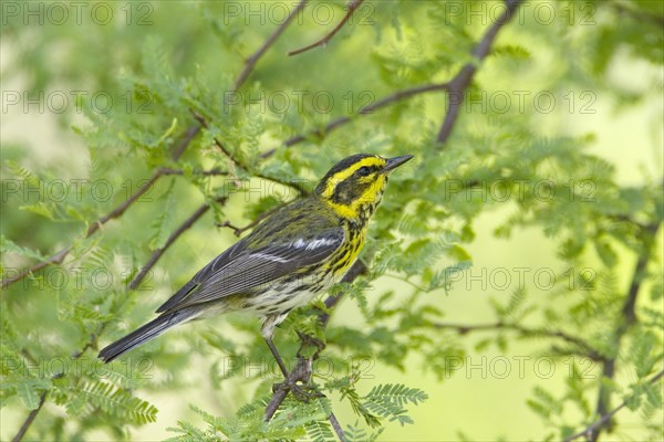 Townsend's Warbler (Dendroica townsendi)