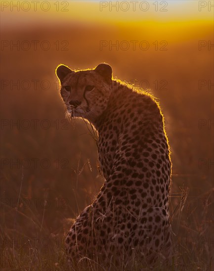 Cheetah (Acinonyx jubatus)