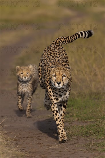 Cheetah (Acinonyx jubatus)