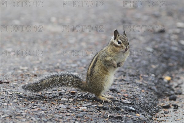 Siberian Chipmunk (Tamias sibiricus)