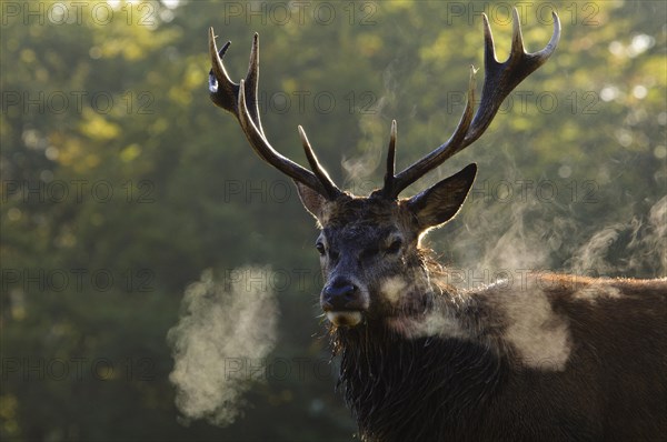 Red Deer (Cervus elaphus)