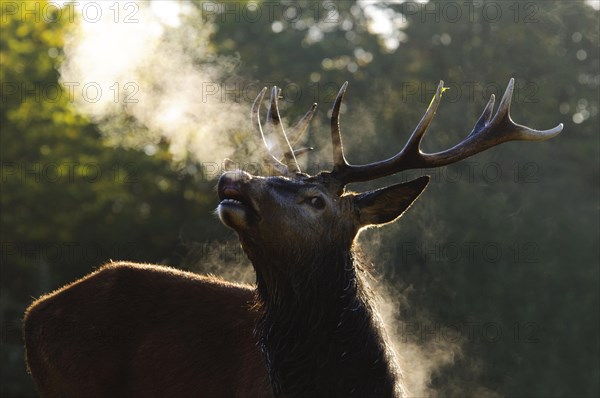 Red Deer (Cervus elaphus) stag