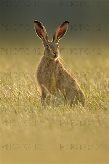 European Hare (Lepus europaeus)