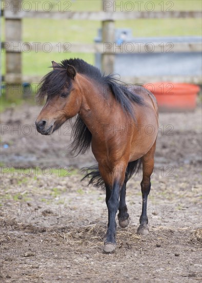 Horse