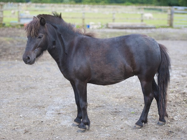 Horse
