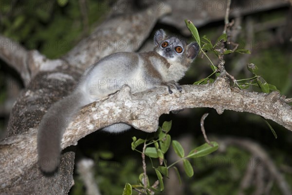 White-footed Sportive Lemur (Lepilemur leucopus)