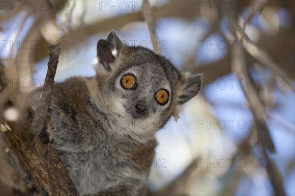 White-footed Sportive Lemur (Lepilemur leucopus)