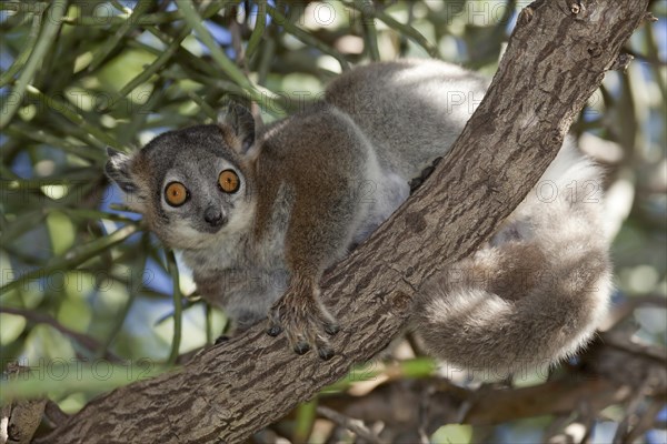 White-footed Sportive Lemur (Lepilemur leucopus)