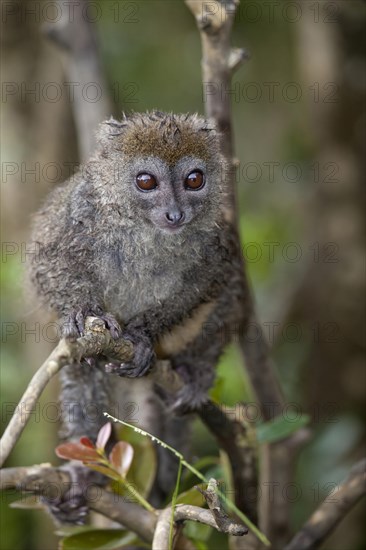 Grey Gentle Lemur (Hapalemur griseus)